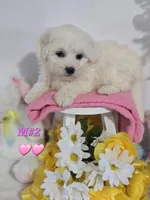 M#2, a female Bichon Frise and Maltese for sale in Russellville, KY – Photo 4 of 7