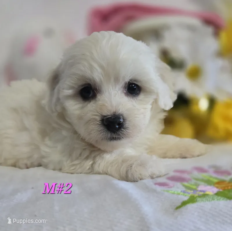 M#2 – Bichon Frise, Maltese puppy for sale in Russellville, KY