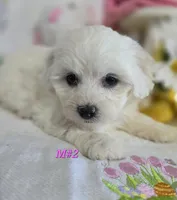 M#2, a female Bichon Frise and Maltese for sale in Russellville, KY – Photo 2 of 7