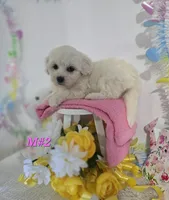 M#2, a female Bichon Frise and Maltese for sale in Russellville, KY – Photo 6 of 7