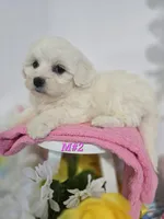 M#2, a female Bichon Frise and Maltese for sale in Russellville, KY – Photo 3 of 7