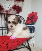 S#2, a female Shiranian for sale in Russellville, KY – Photo 1 of 6