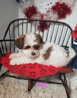 S#2, a female Shiranian for sale in Russellville, KY – Photo 4 of 6