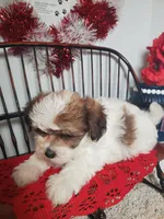 S#2, a female Shiranian for sale in Russellville, KY – Photo 6 of 6