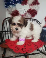 S#2, a female Shiranian for sale in Russellville, KY – Photo 5 of 6