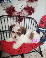 S#2, a female Shiranian for sale in Russellville, KY – Photo 3 of 6