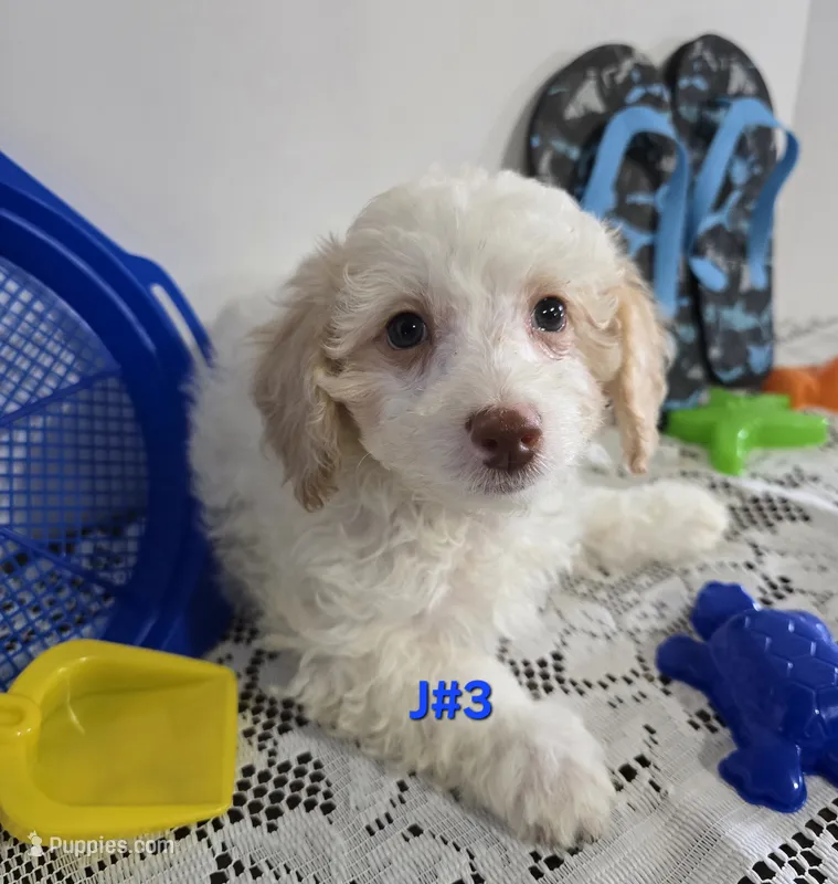 J#3 – Maltipoo puppy for sale in Russellville, KY
