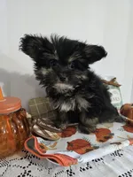 LR #1, a female Pomapoo for sale in Russellville, KY – 4 of 4