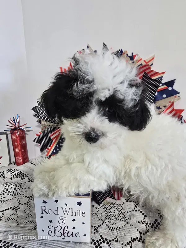 J#2 – Poodle - Miniature  puppy for sale in Russellville, KY