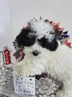 J#2, a female Poodle - Miniature  for sale in Russellville, KY – 1 of 7