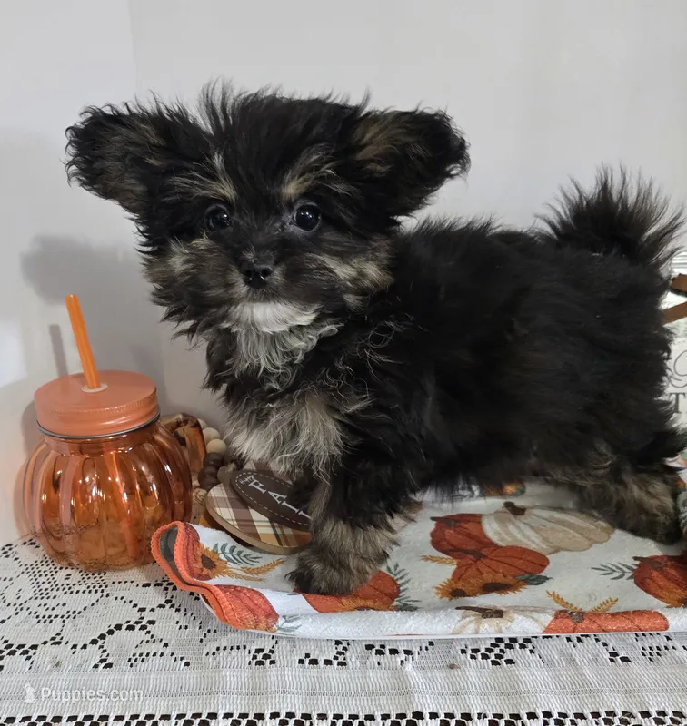 LR #1 – Pomapoo puppy for sale in Russellville, KY