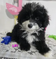L#1, a female Pomapoo for sale in Russellville, KY – 3 of 5