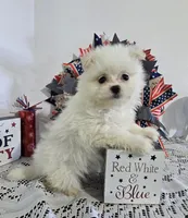 M#1, a female Maltipom for sale in Russellville, KY – 3 of 4