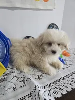 L#4, a male Pomapoo for sale in Russellville, KY – 4 of 5