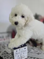 J#1, a female Poodle - Miniature  for sale in Russellville, KY – 6 of 6