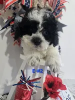 E-#2, a male Bichpoo for sale in Russellville, KY – 4 of 5