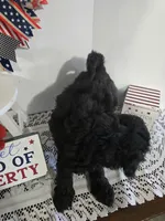 E-#5, a male Bichpoo for sale in Russellville, KY – 6 of 6