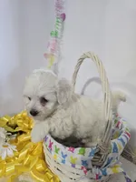 M#4, a male Bichon Frise and Maltese for sale in Russellville, KY – Photo 2 of 5