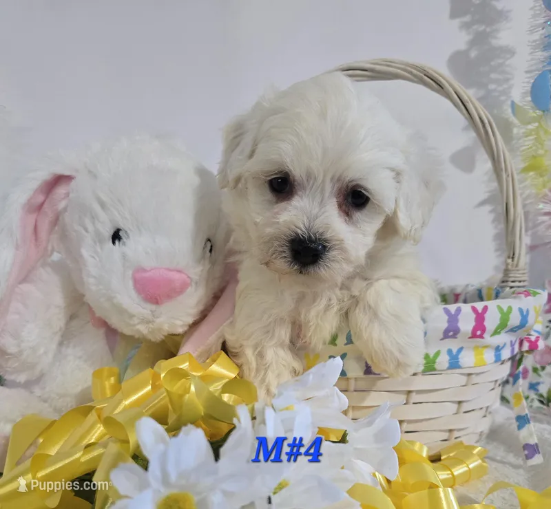 M#4 – Bichon Frise, Maltese puppy for sale in Russellville, KY