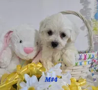 M#4, a male Bichon Frise and Maltese for sale in Russellville, KY – Photo 1 of 5