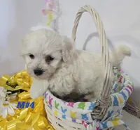M#4, a male Bichon Frise and Maltese for sale in Russellville, KY – Photo 3 of 5