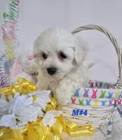 M#4, a male Bichon Frise and Maltese for sale in Russellville, KY – Photo 5 of 5