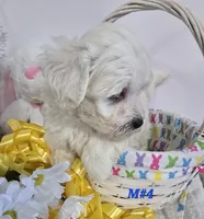M#4, a male Bichon Frise and Maltese for sale in Russellville, KY – Photo 4 of 5