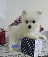 M#3, a male Maltipom for sale in Russellville, KY – 2 of 6