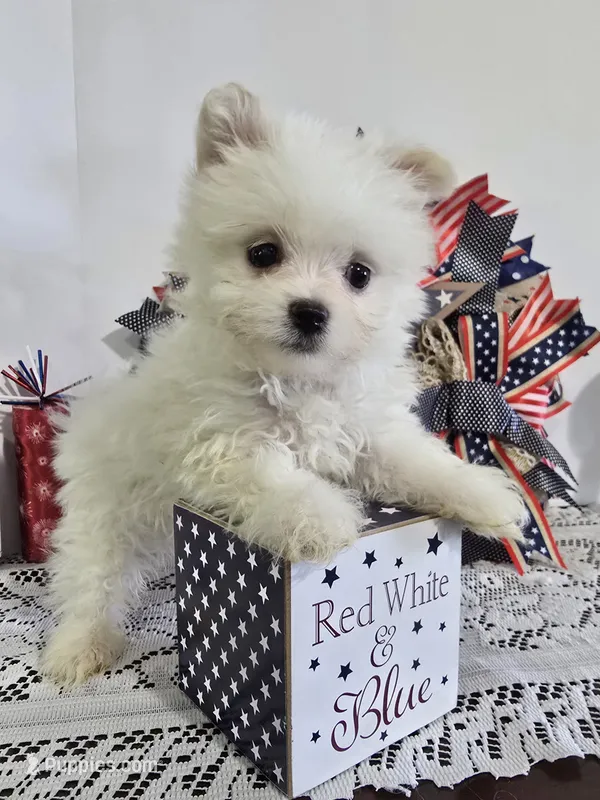 M#3 – Maltipom puppy for sale in Russellville, KY