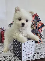 M#3, a male Maltipom for sale in Russellville, KY – 1 of 6