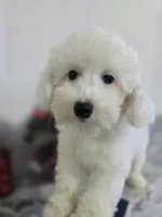 J#1, a female Poodle - Miniature  for sale in Russellville, KY – 3 of 6
