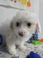 J#2, a male Maltipoo for sale in Russellville, KY – 6 of 6