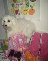 J#6, a female Maltipoo for sale in Russellville, KY – 2 of 5