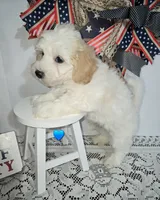 J#1, a male Bichpoo for sale in Russellville, KY – 4 of 6