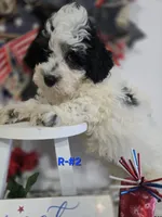 R-#2, a male Miniature Aussiedoodle for sale in Russellville, KY – 4 of 4