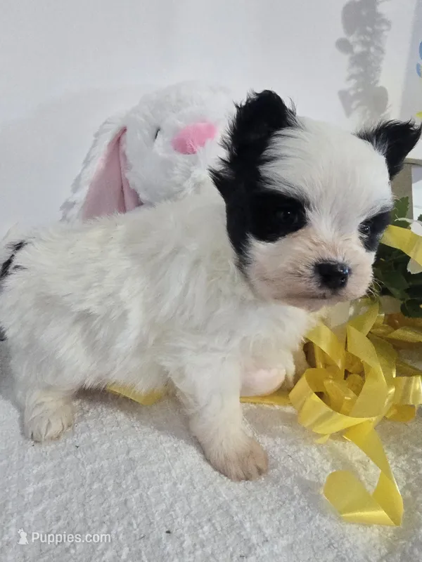 P#3 – Pomapoo puppy for sale in Russellville, KY