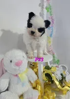 P#3, a female Pomapoo for sale in Russellville, KY – Photo 3 of 6