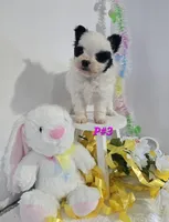 P#3, a female Pomapoo for sale in Russellville, KY – Photo 4 of 6