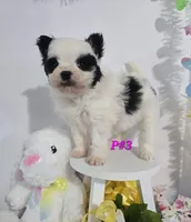 P#3, a female Pomapoo for sale in Russellville, KY – Photo 5 of 6