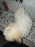 J#1, a male Bichpoo for sale in Russellville, KY – 5 of 6