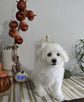 K#1, a male Bichon Frise and Maltipoo for sale in Russellville, KY – 4 of 5