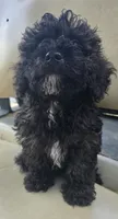 X-#2, a male Bichpoo for sale in Russellville, KY – 2 of 4