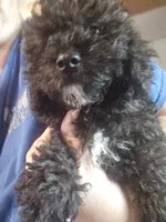 X-#2, a male Bichpoo for sale in Russellville, KY – 4 of 4