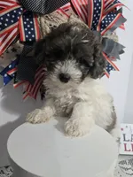Jess-#1, a female Bichpoo for sale in Russellville, KY – 5 of 5