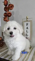 K#1, a male Bichon Frise and Maltipoo for sale in Russellville, KY – 3 of 5