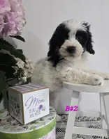 B#2, a female Poodle - Miniature  for sale in Russellville, KY – Photo 3 of 5