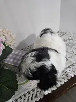 B#2, a female Poodle - Miniature  for sale in Russellville, KY – Photo 2 of 5