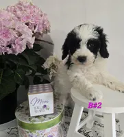 B#2, a female Poodle - Miniature  for sale in Russellville, KY – Photo 5 of 5