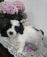 B#2, a female Poodle - Miniature  for sale in Russellville, KY – Photo 4 of 5