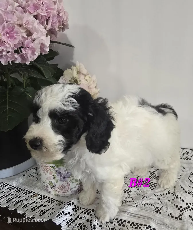 B#2 – Poodle - Miniature  puppy for sale in Russellville, KY